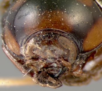Media type: image; Entomology 9274   Aspect: head frontal view